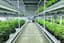 Hydroponic mobile Multi-Tier Rolling Racks Stainless Sturdyclose menu icon — manufacturer product photo