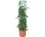 Heavy Duty Tomato Barrel w/Tower — product photo