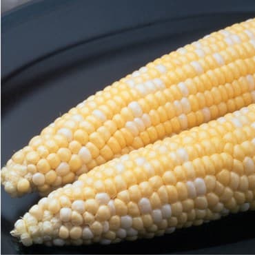 Corn, Ambrosia 1/2lb — photo 1 of 2