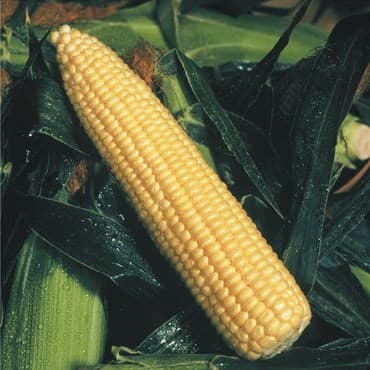Corn, Golden Queen 4oz — photo 1 of 2