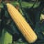 Corn, Golden Queen 1lb — thumbnail 1 of 2