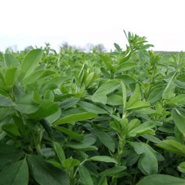 Alfalfa, 50# Variety Not Stated — photo 1 of 2