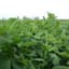Alfalfa, 50# Variety Not Stated — thumbnail 1 of 2