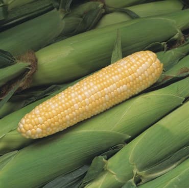 Corn, Peaches & Cream 1lb — photo 1 of 2