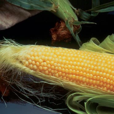 Corn, Incredible 1lb — photo 1 of 2