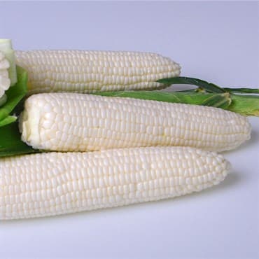 Corn, Argent 25lb — photo 1 of 2