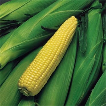 Corn, Kandy Eh 4oz — photo 1 of 2