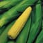 Corn, Kandy Eh 1lb — thumbnail 1 of 2