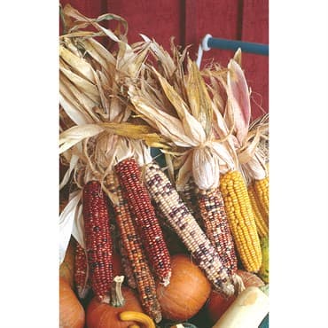 Corn, Ornamental 50lb — photo 1 of 2