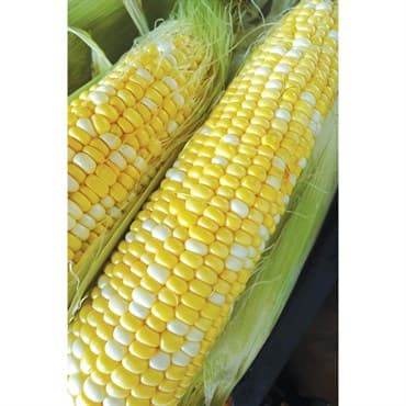 Corn, Honey N Pearl 4oz — photo 1 of 2