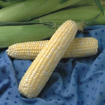 Corn, Jackpot 50lb — photo 1 of 2