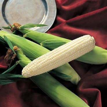 Corn, Silver King 1/2lb — photo 1 of 2