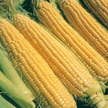 Corn, Illini Xtra Sweet 1lb — photo 1 of 2