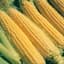 Corn, Illini Xtra Sweet 1lb — thumbnail 1 of 2