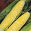 Corn, Delectable 50lb — thumbnail 1 of 2