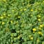 Birdsfoot Trefoil, Norcen 50# — thumbnail 1 of 2