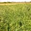 Brome Grass, Smooth 50# — thumbnail 1 of 2