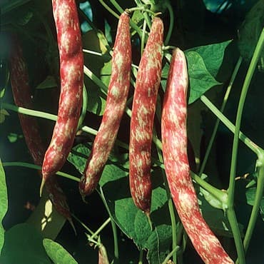 Beans, Taylor Horticulture Bush 1lb — photo 1 of 2