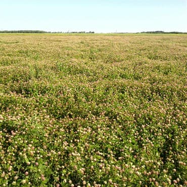 Clover, Alsike 50# — photo 1 of 2