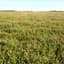 Clover, Alsike 50# — thumbnail 1 of 2