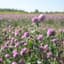 Clover, Medium Red 1# Each — thumbnail 1 of 2