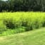 Clover, Yellow Blossom Sweet 50# — thumbnail 1 of 2