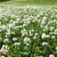 Clover, Ladino 1# Each — thumbnail 1 of 2