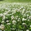 Clover, Ladino Uncert 50# — thumbnail 1 of 2