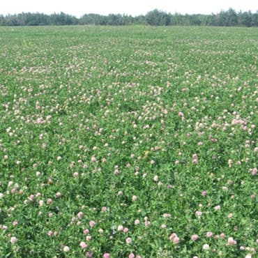 Clover, Mammoth Red 50# — photo 1 of 2