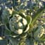 Artichoke, Green Globe 1/2oz — thumbnail 1 of 2