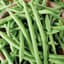 Beans, Tendergreen Bush Stringless 50lb — thumbnail 1 of 2