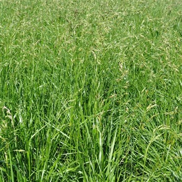 Tall Fescue Rendition 50# — photo 1 of 2