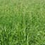 Tall Fescue Rendition 50# — thumbnail 1 of 2