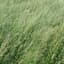 Red Fescue, Boreal Certified 50# — thumbnail 1 of 2