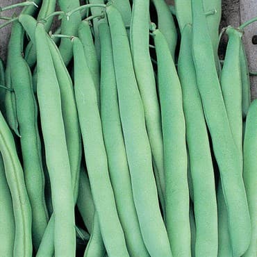 Beans, Mountaineer White Half Runner 1lb — photo 1 of 2