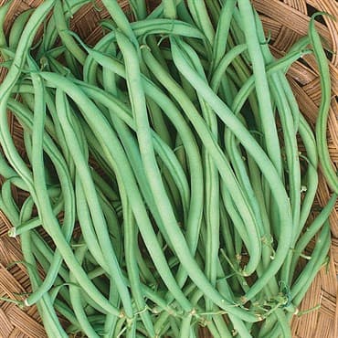 Beans, Slenderette Bush 1lb — photo 1 of 2
