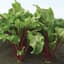 Beets, Red Ace Hybrid 1/2oz — thumbnail 1 of 2
