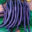 Beans, Royal Burgundy Bush 1/2lb — thumbnail 1 of 2