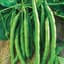 Beans, Kentucky Wonder Bush 125 Treated 50lb — thumbnail 1 of 2