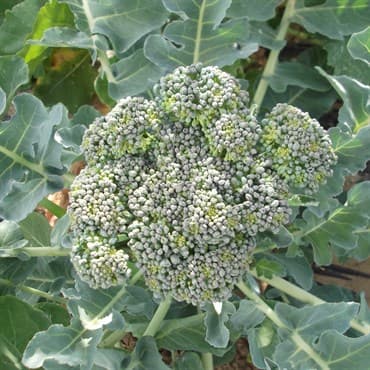 Broccoli, Calabrese 1lb — photo 1 of 2