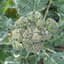 Broccoli, Calabrese 1lb — thumbnail 1 of 2