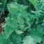 Broccoli, Raab Spring 1/2oz — thumbnail 1 of 2