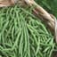 Beans, Blue Lake 274 Bush 25lb — thumbnail 1 of 2