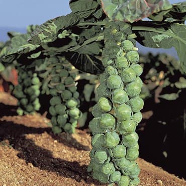 Brussel Sprouts, Jade Cross Hybrid 100 Seed Count — photo 1 of 2