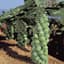 Brussel Sprouts, Jade Cross Hybrid 100 Seed Count — thumbnail 1 of 2
