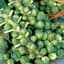 Brussel Sprouts, Long Island 1lb — thumbnail 1 of 2