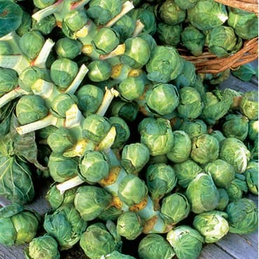 Brussel Sprouts, Long Island 1/2oz — photo 1 of 2