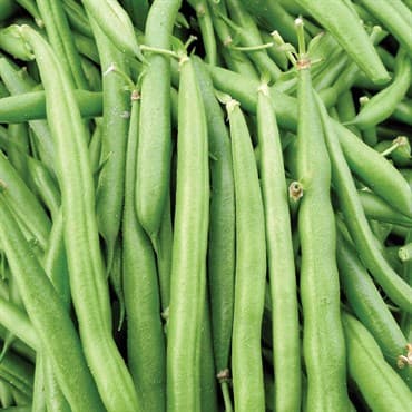 Beans, Black Provider Treated 25lb — photo 1 of 2