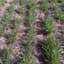 Timothy, Climax 50# — thumbnail 1 of 2