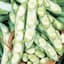 Beans, Fava Broad Windsor 1/2lb — thumbnail 1 of 2